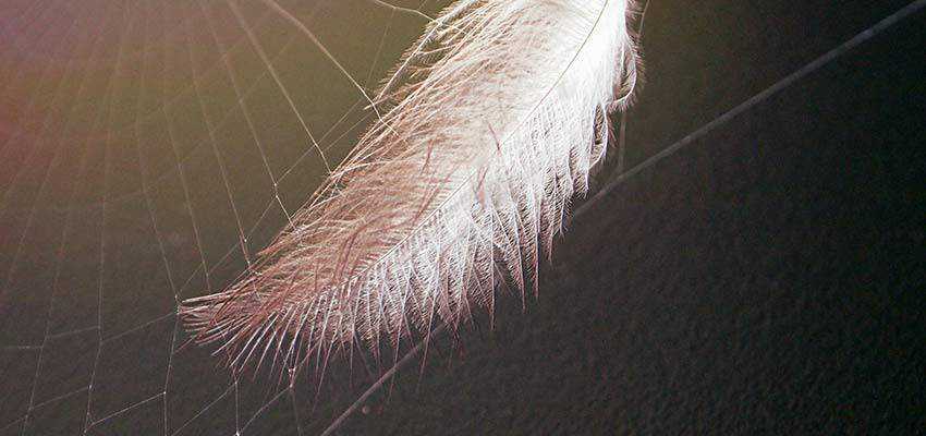 A feather stuck in a spider web.