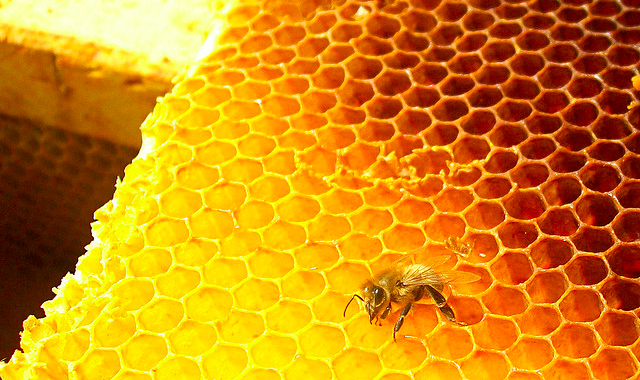 honey bee flying on honeycomb hive